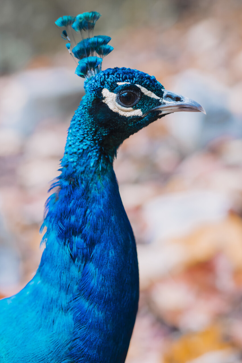 beautiful peacock portrait