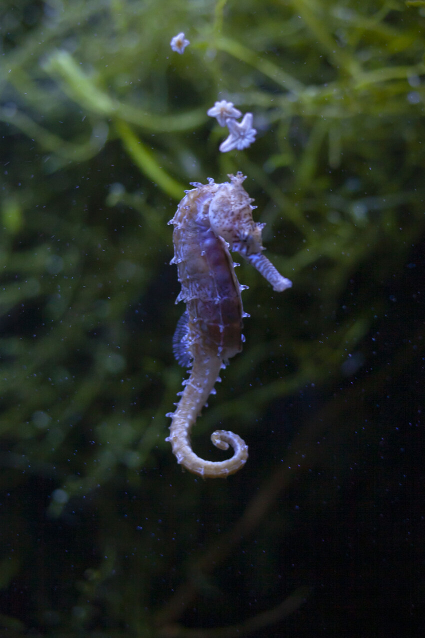 Seahorse Hippocampus