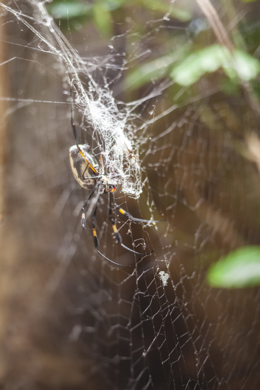 Wasp spider in her web