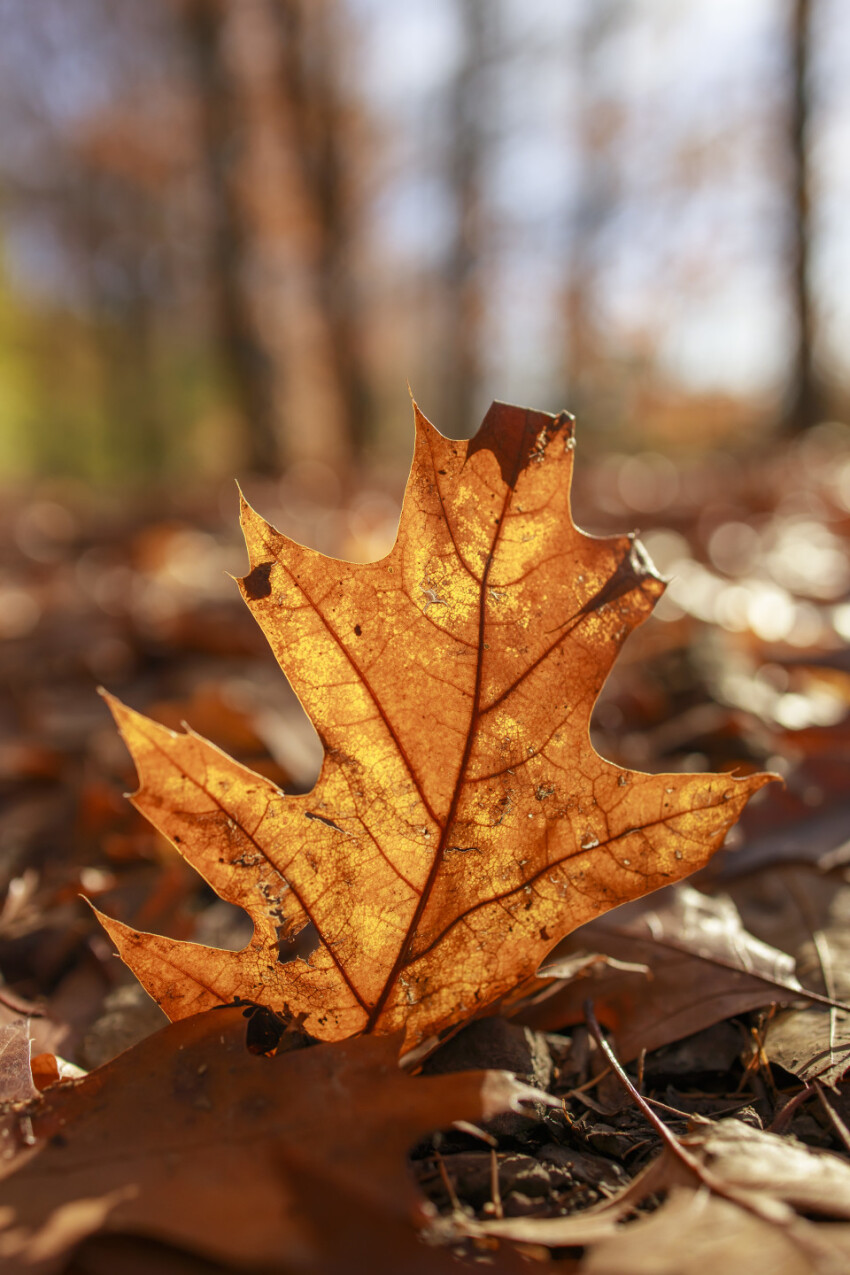 Oak leaf in autumn on forest floor