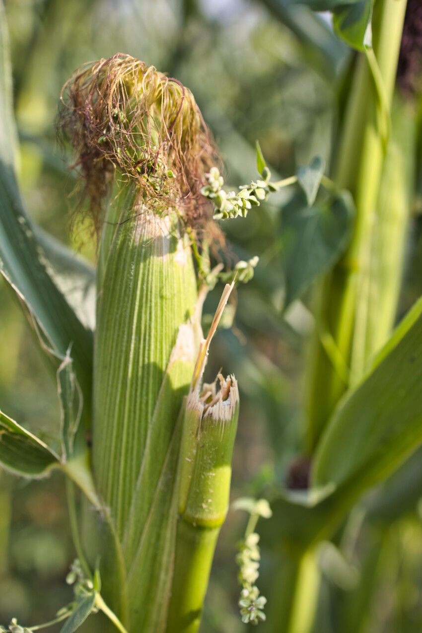 Corn Plant Close-Up