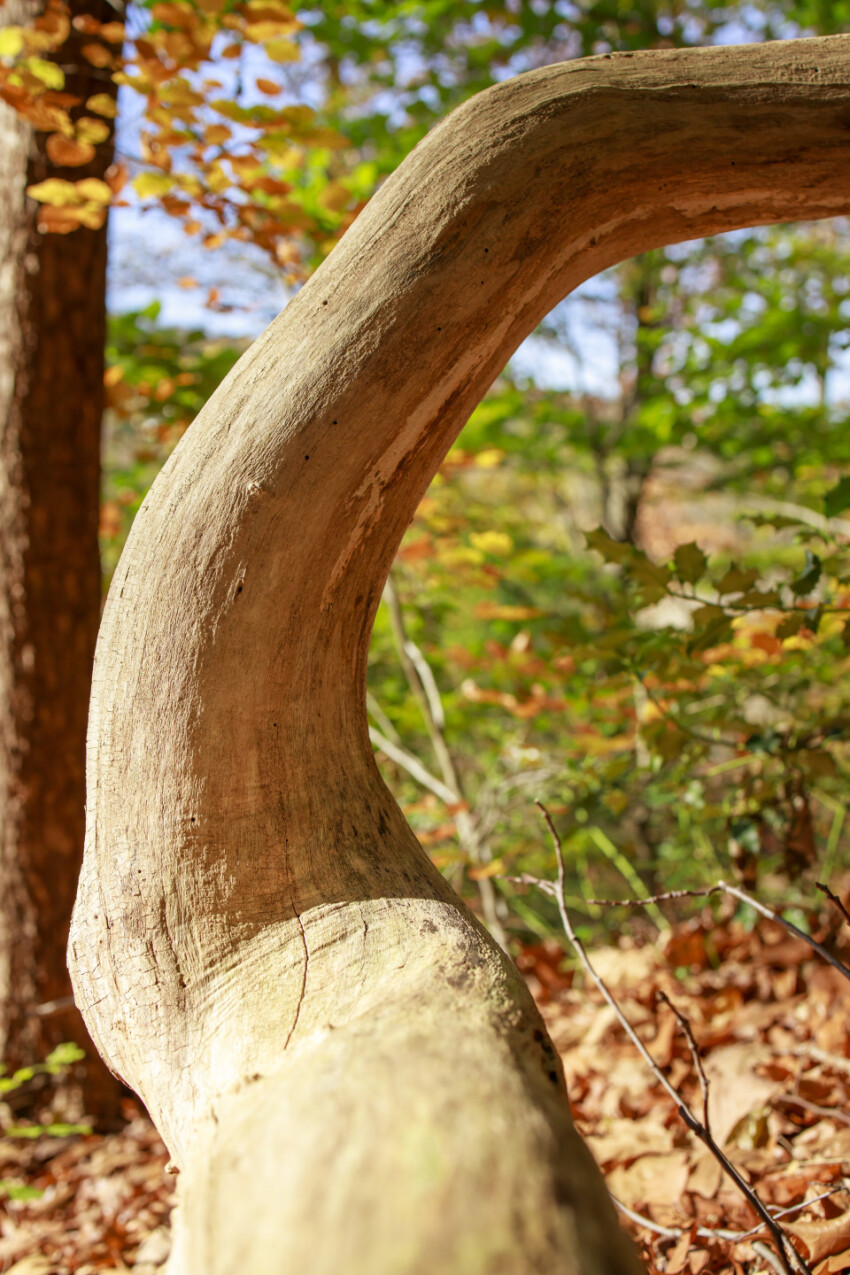 Old tree trunk in a autumn forest