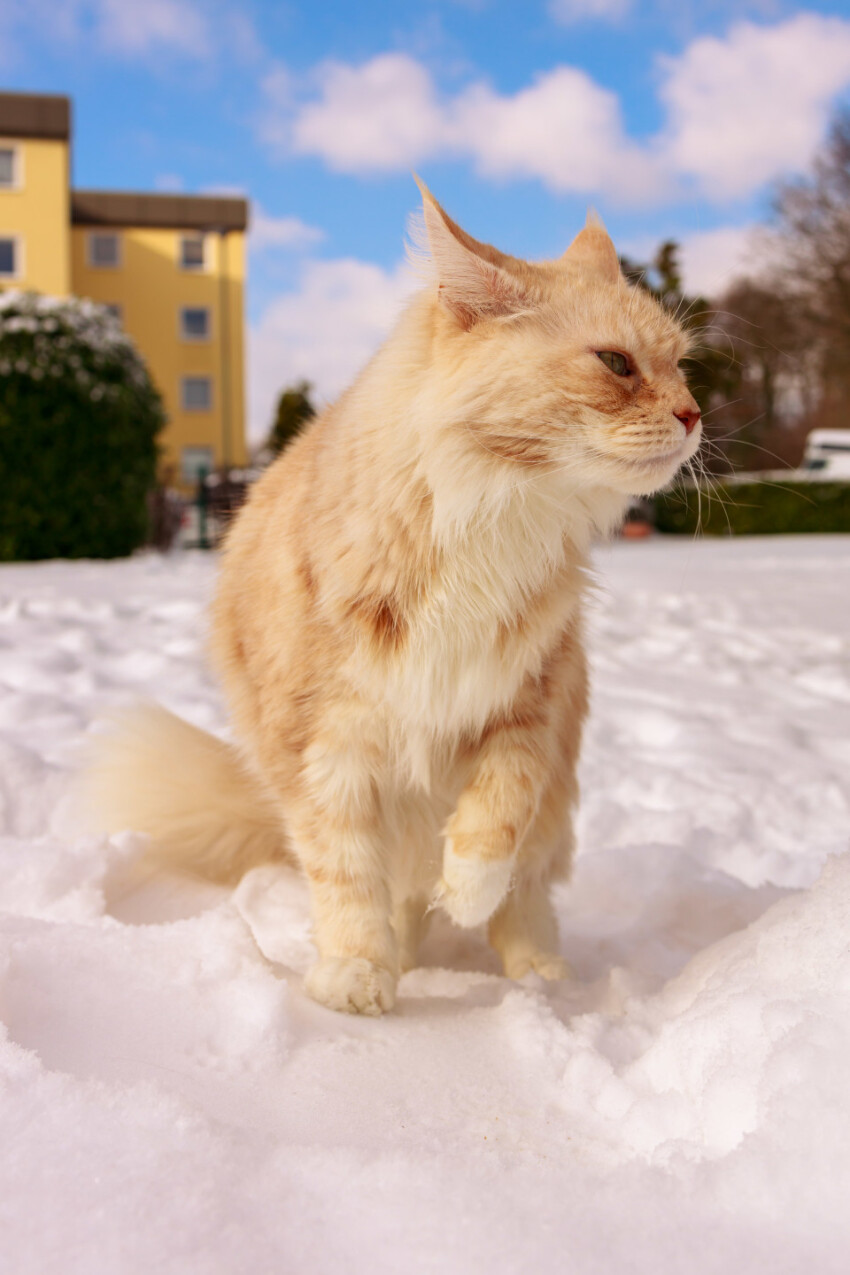 Maine Coon Cat stays in snow