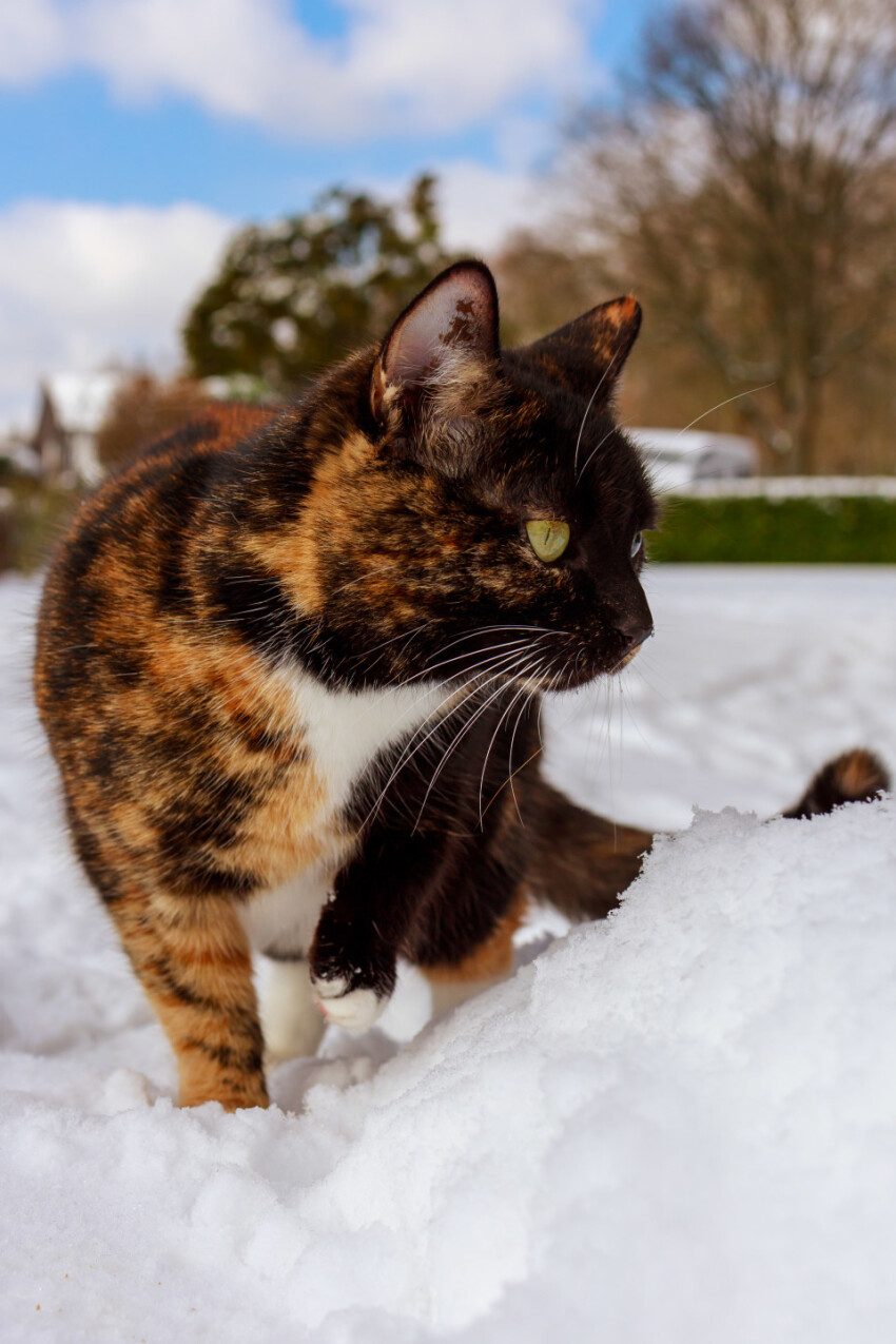 Cat in snow