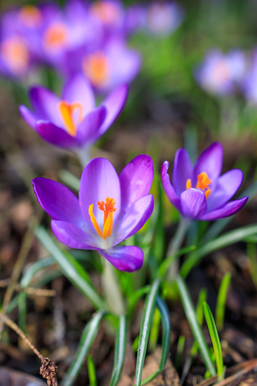 Beautiful purple Crocus Flowers in Spring