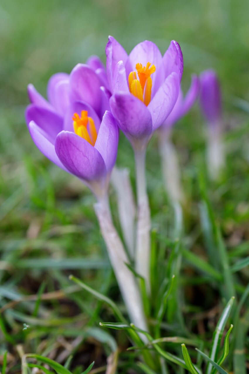 Spring Flower Purple Crocus on a meadow
