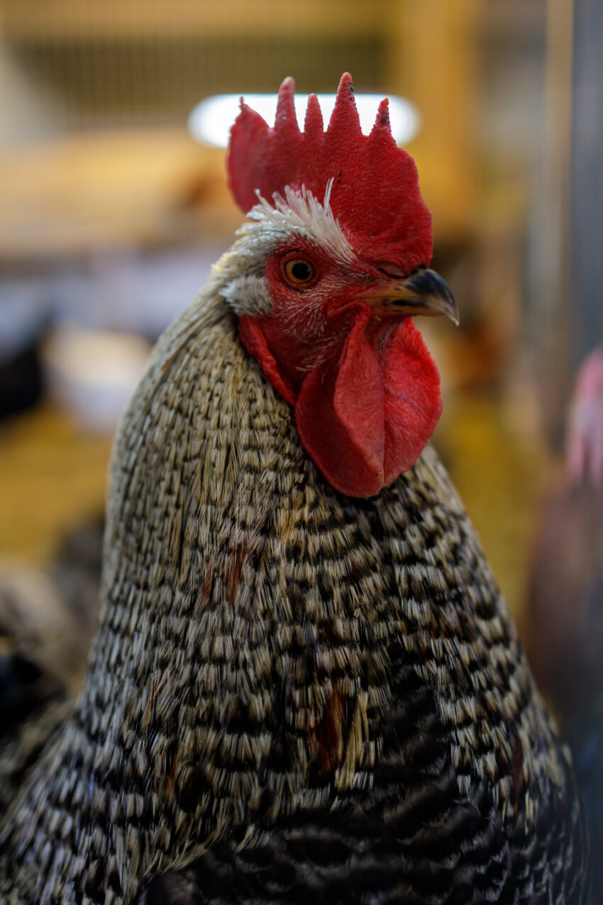 Portrait of a beautiful rooster in a stable