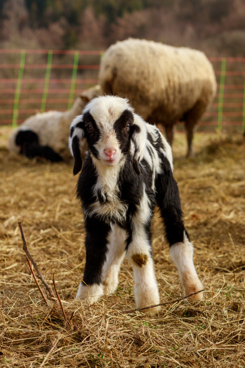 A white and black spotted lamb