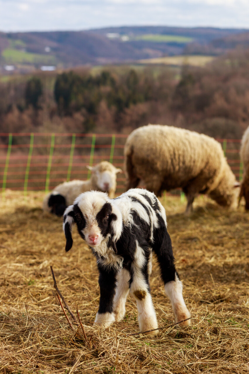 A cute little white and black spotted lamb