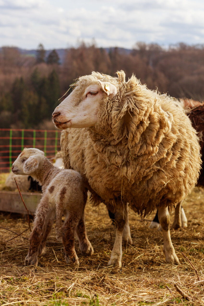 A white sheep mother with her cute white lamb