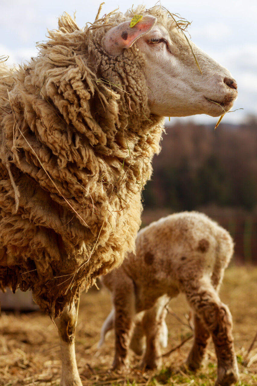 A white sheep with her lamb