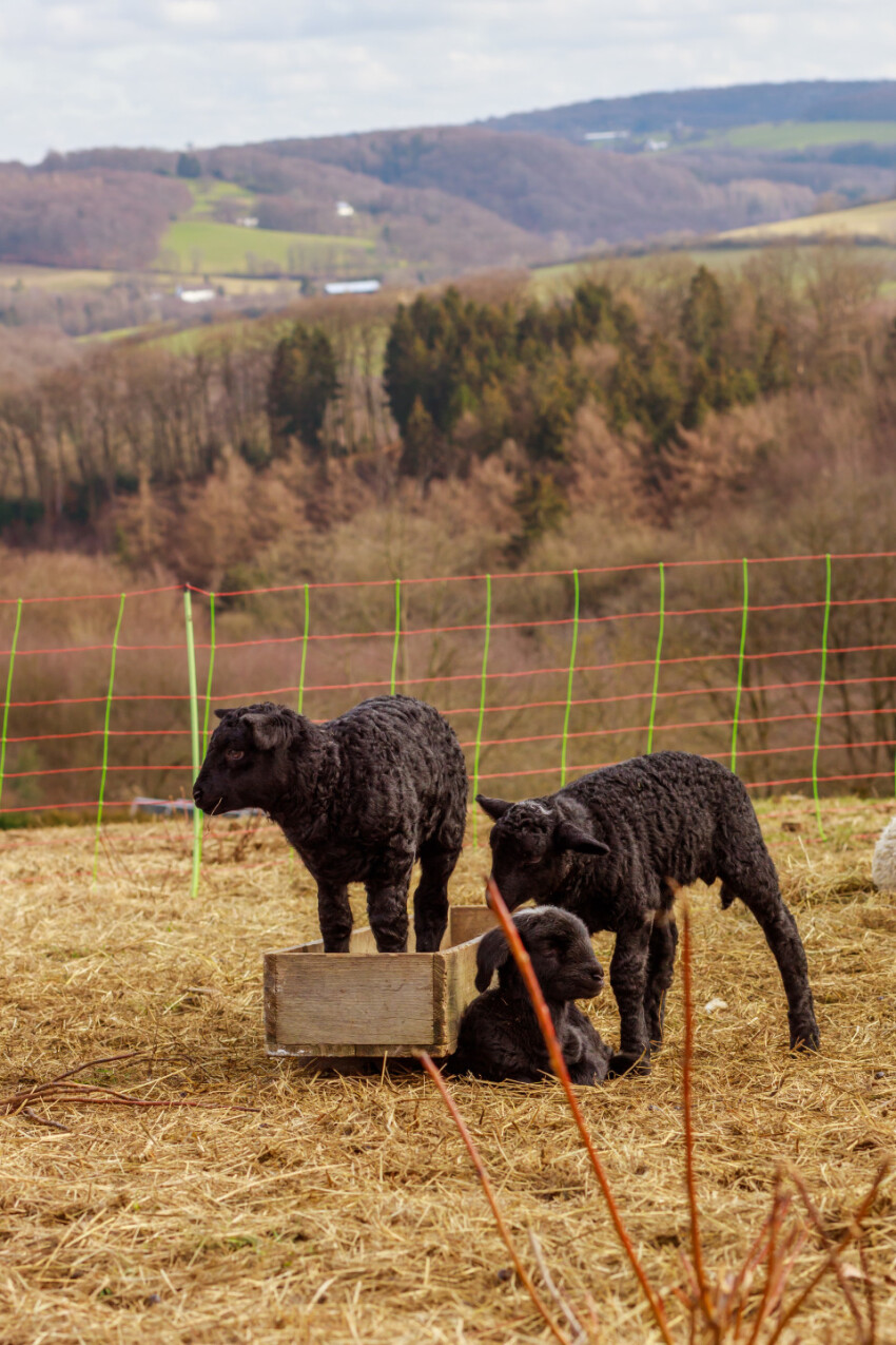 three black lambs are playing with each other