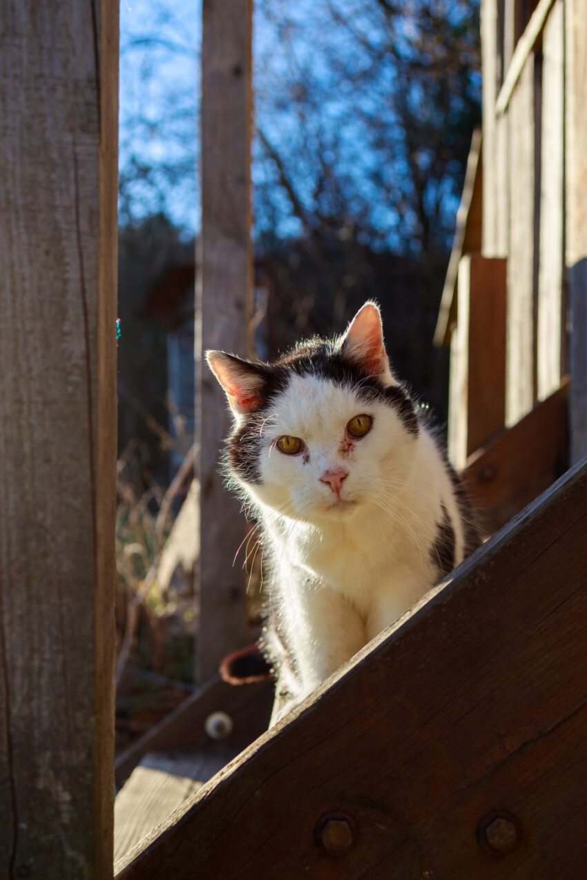 Black and white cat on a farm looks curiously into the camera