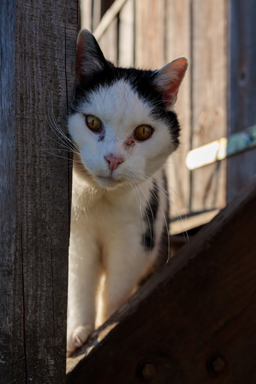 Black and white cat on a farm looks curiously into the camera