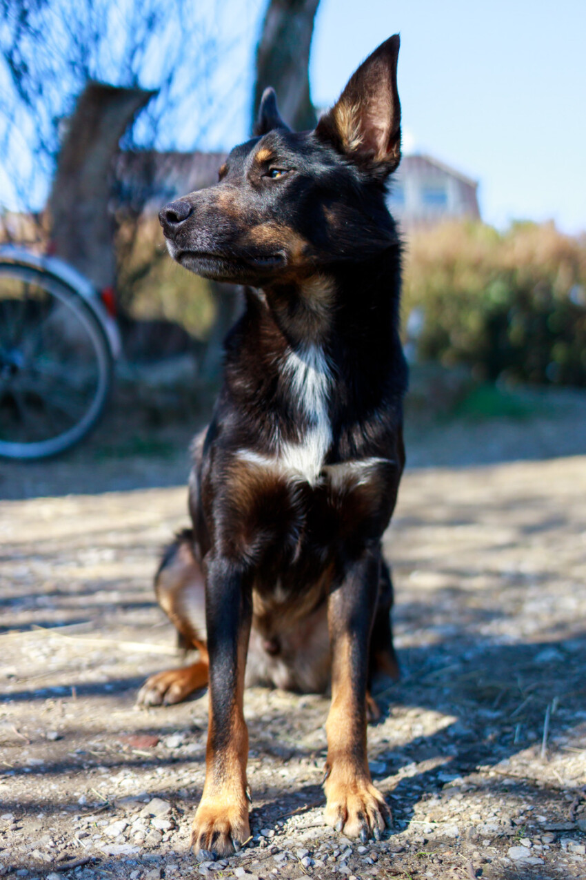 Australian Cattle Dog sitting