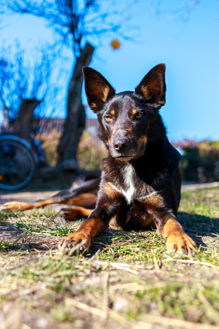 Australian Cattle Dog lying on a meadow