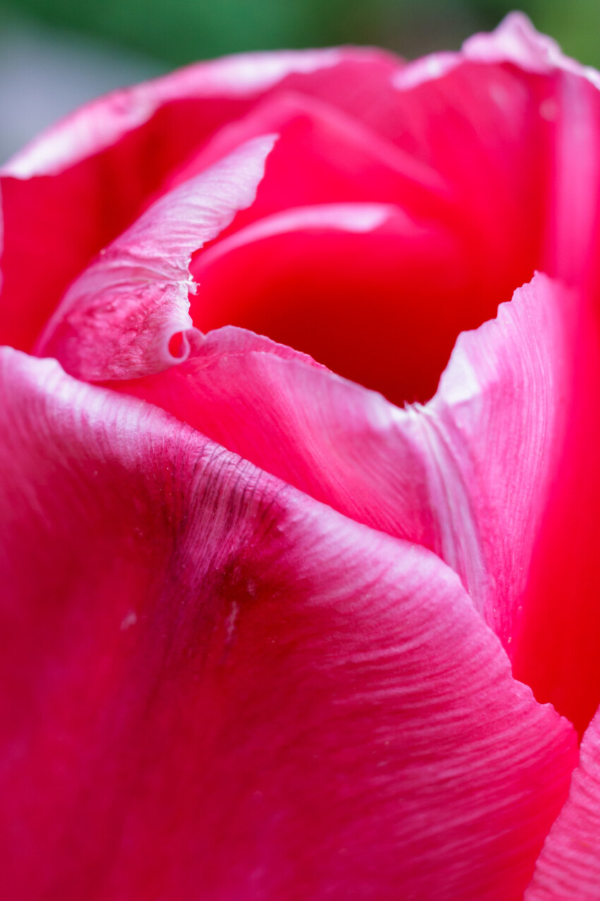 Pink tulip petals