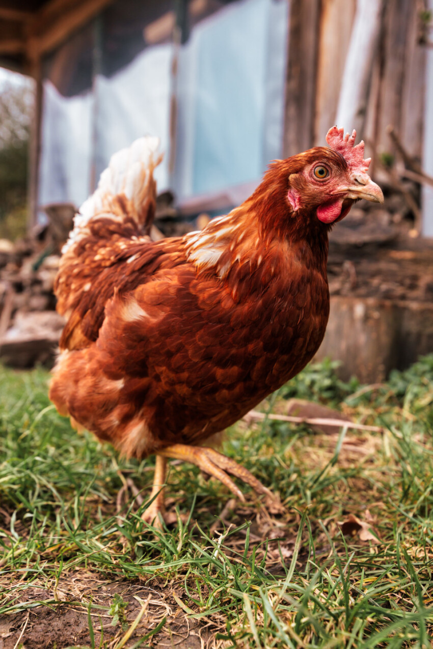 Red hen runs outside on a farm