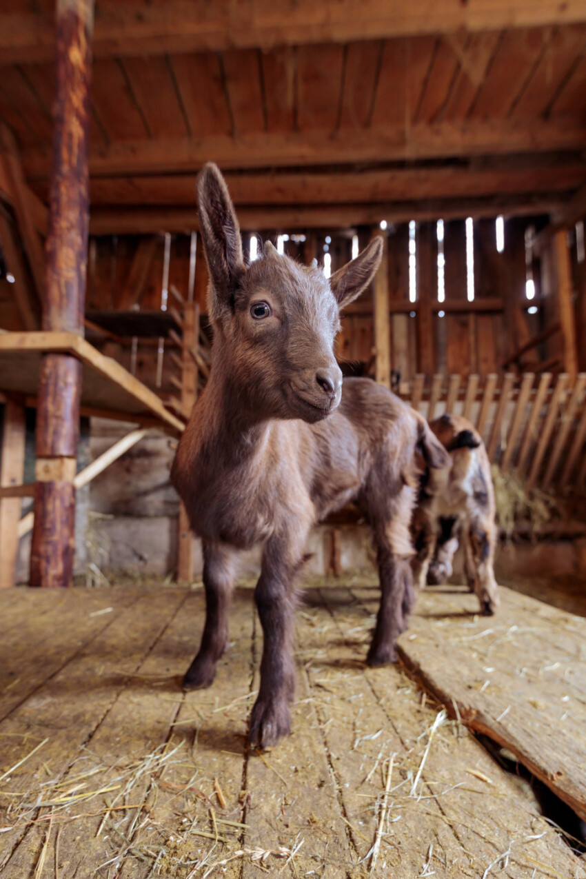 Cheeky young goat in the stable