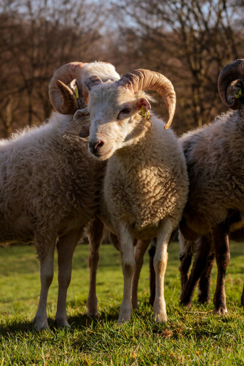 White ram sheep with long horns