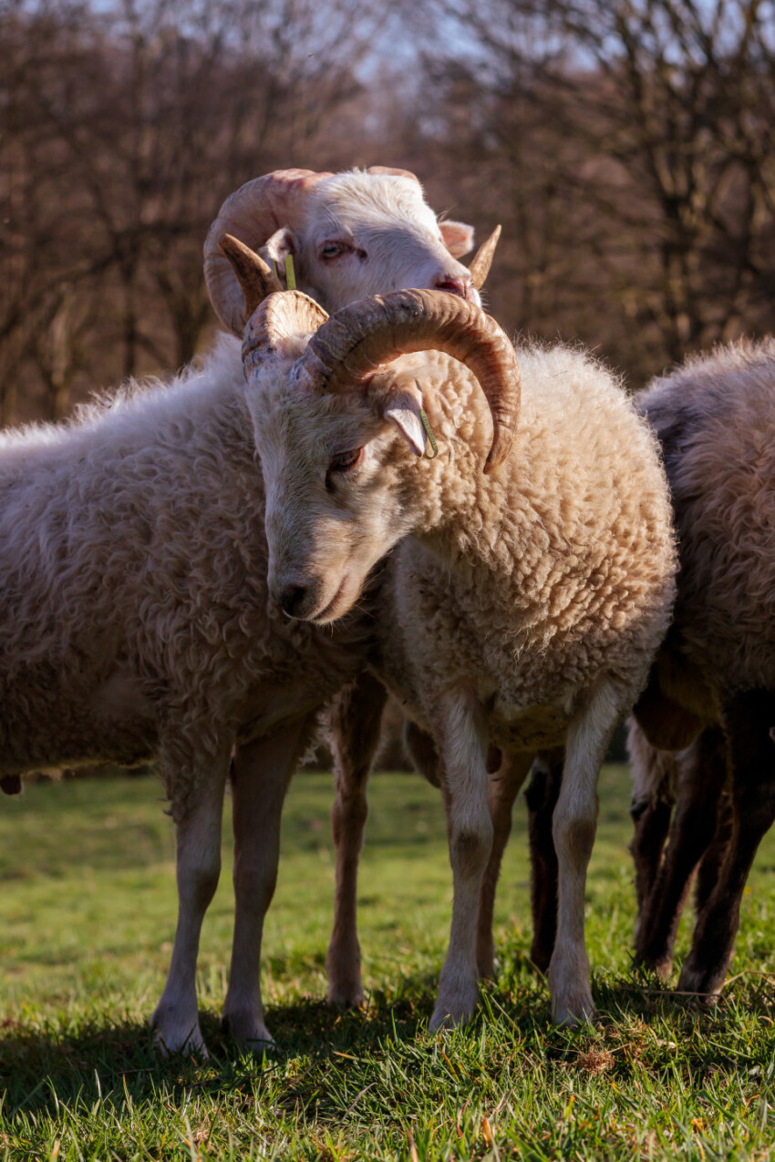 White ram sheep with long horns looking at the camera