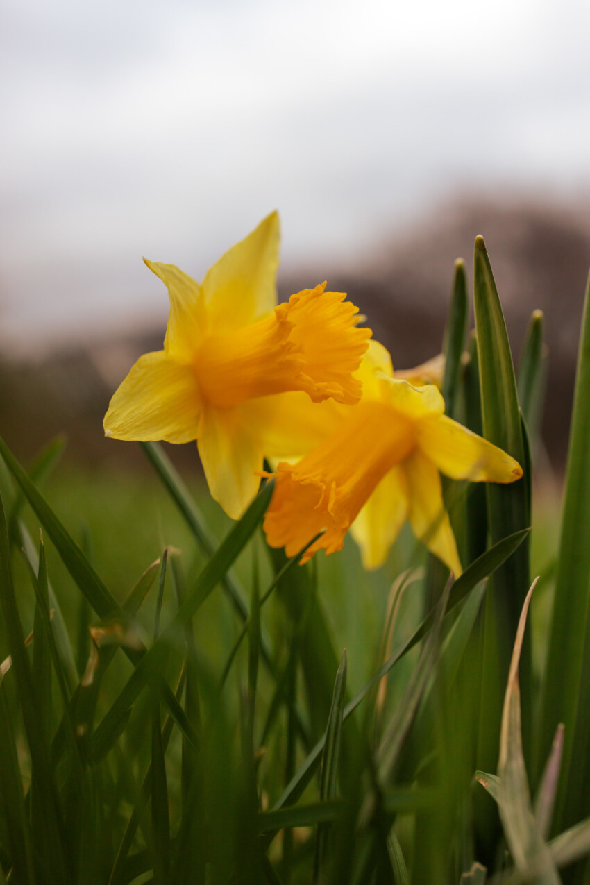 Beautiful yellow daffodil flowers bloom in spring