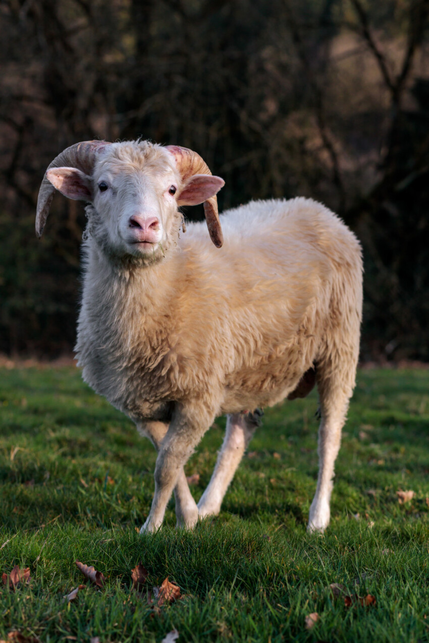 Sheep stands in front of a forest