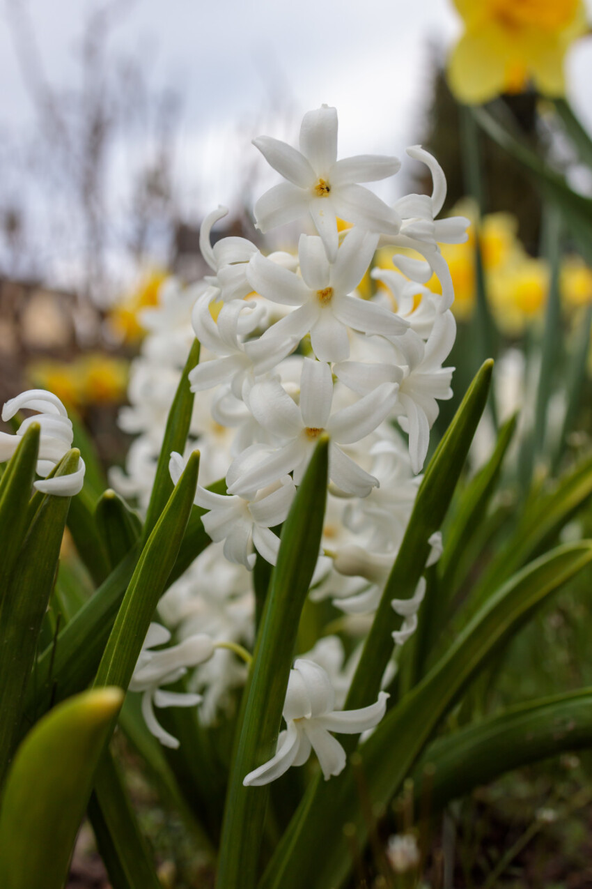 White hyacinth blooms in the garden