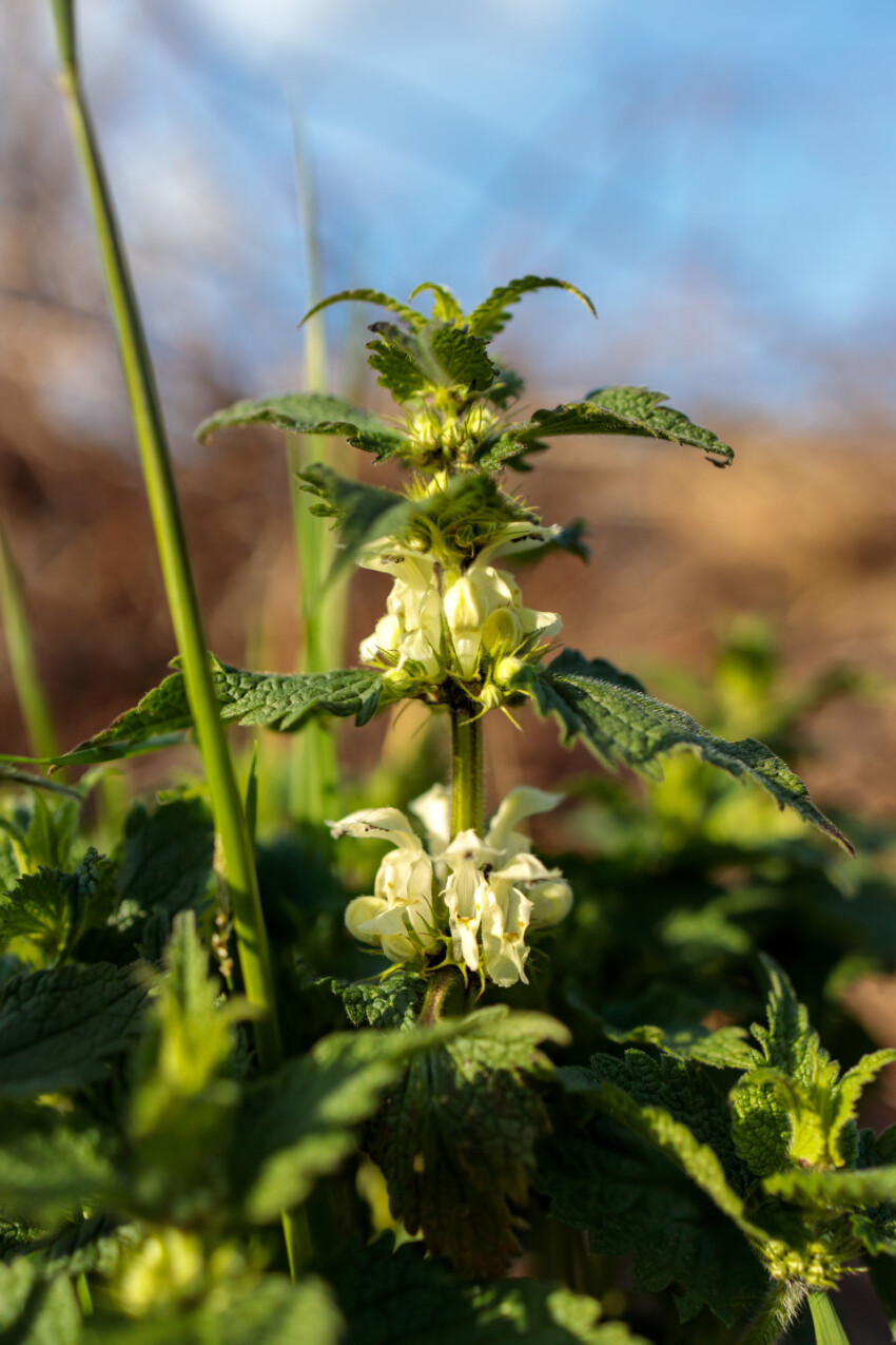 White Blooming Nettle