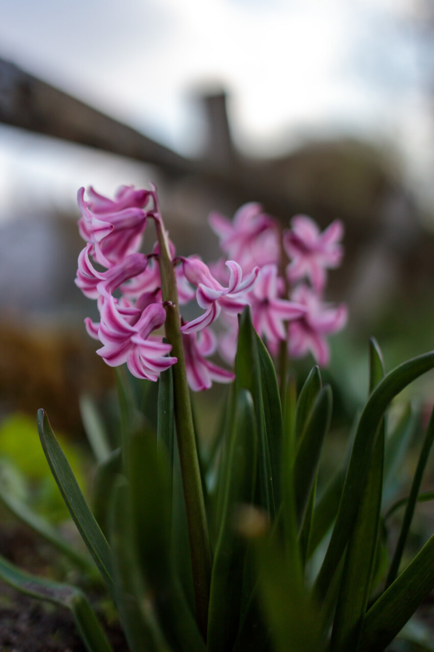 Hyacinth flowers close-up in the garden