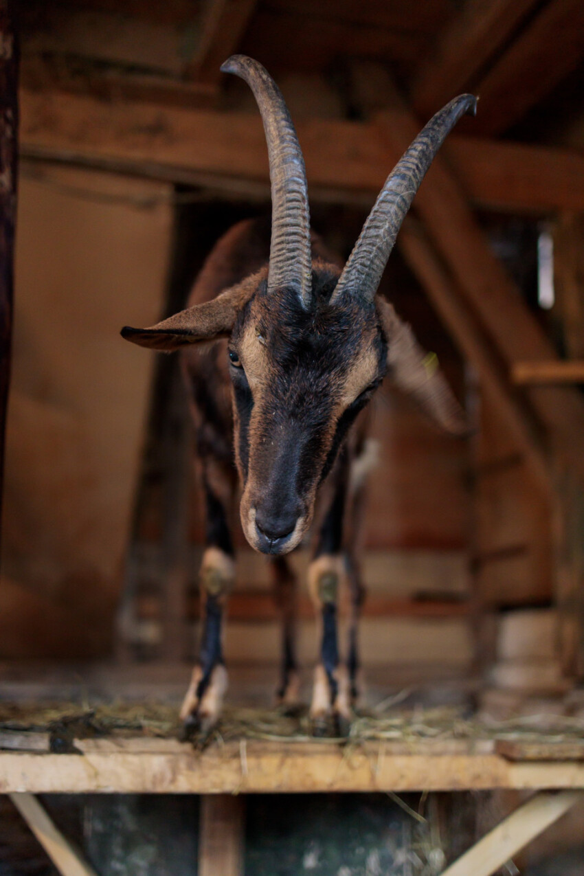 Magnificent brown goat in the stable with long horns