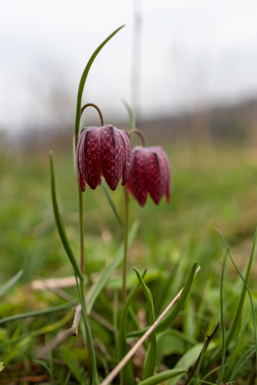 Checkerboard flower