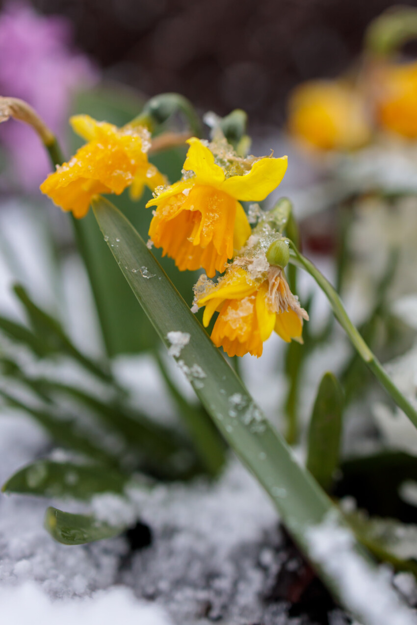 Yellow daffodils in the snow