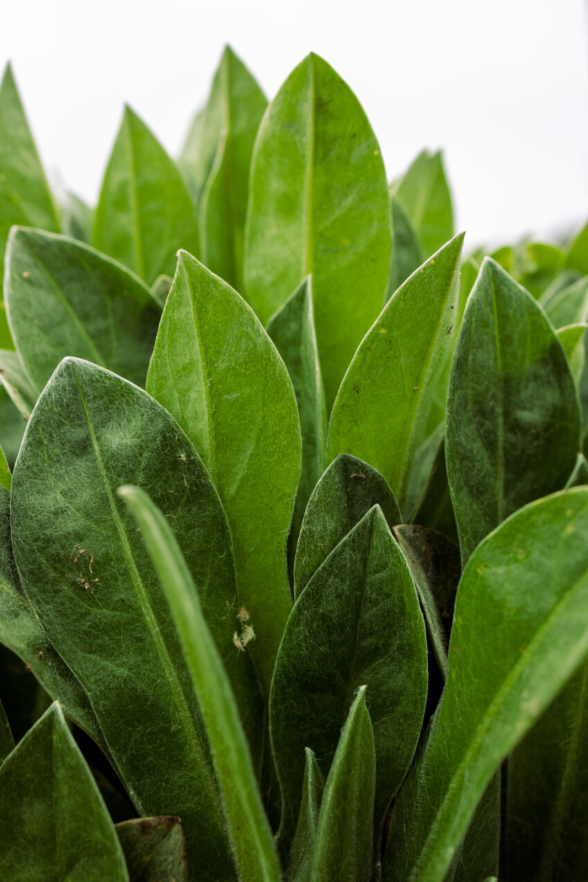 Green leaves