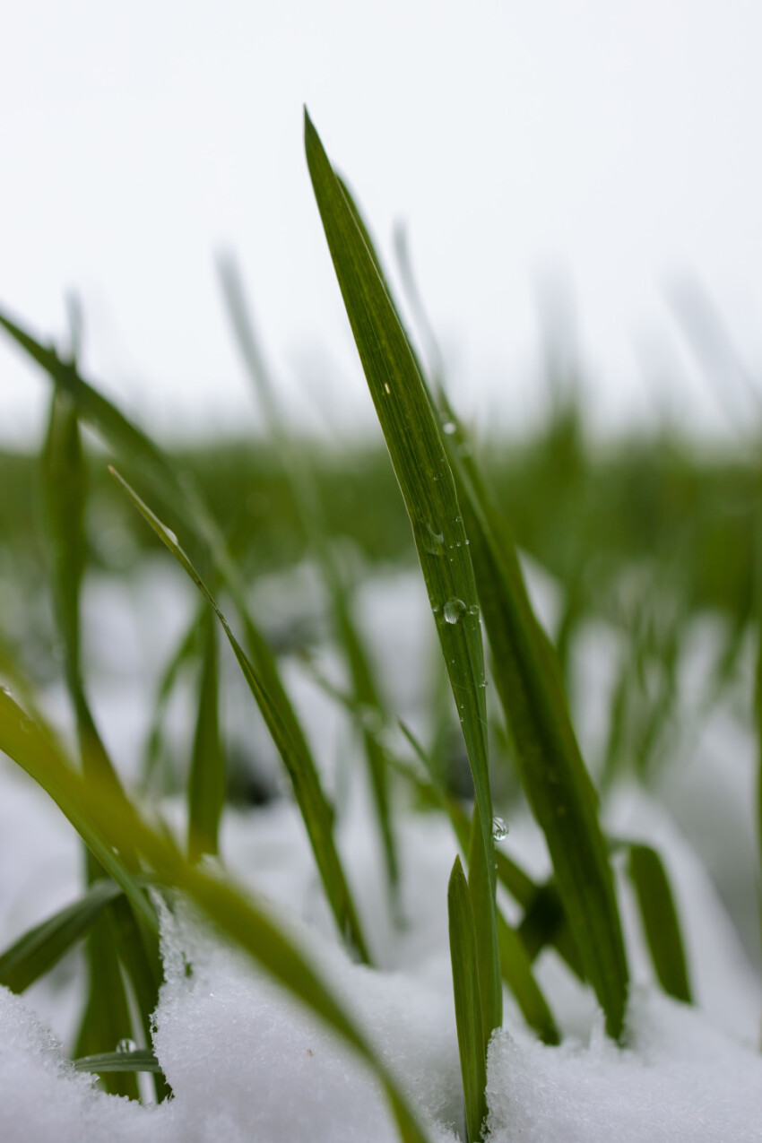 Melting snow and blades of grass break through