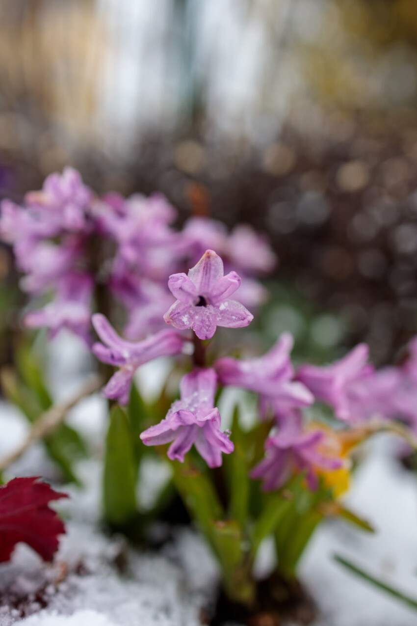 Purple Hyacinth flowers in Snow