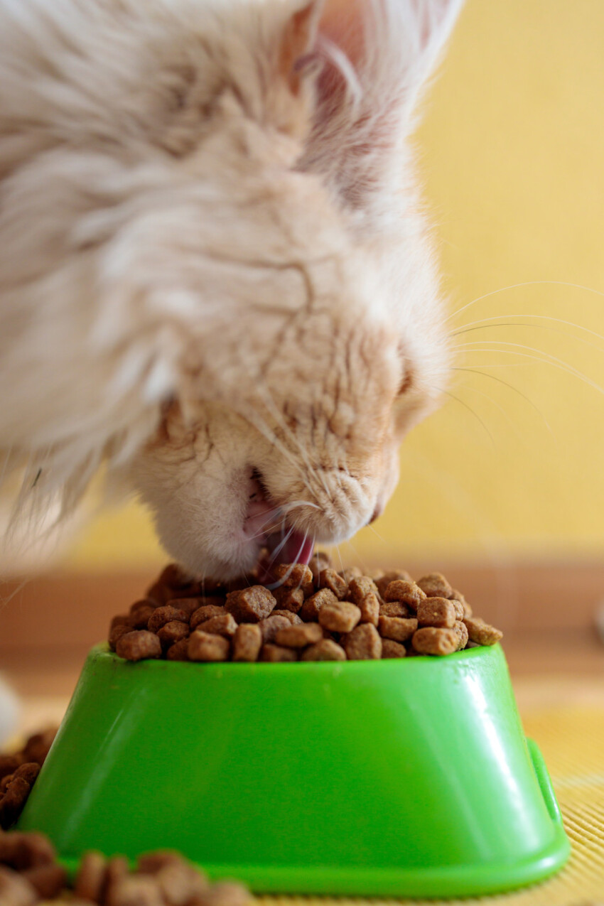 Cat eats dry food from a green bowl
