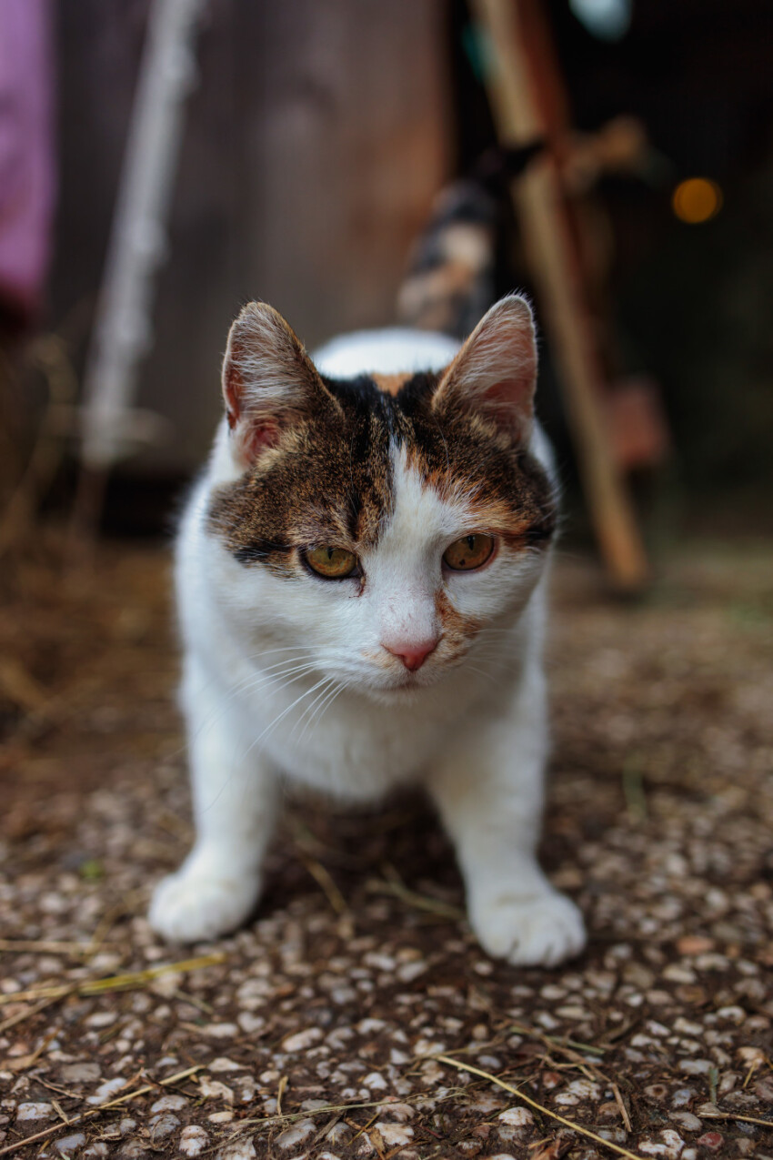 Cat comes out of a barn