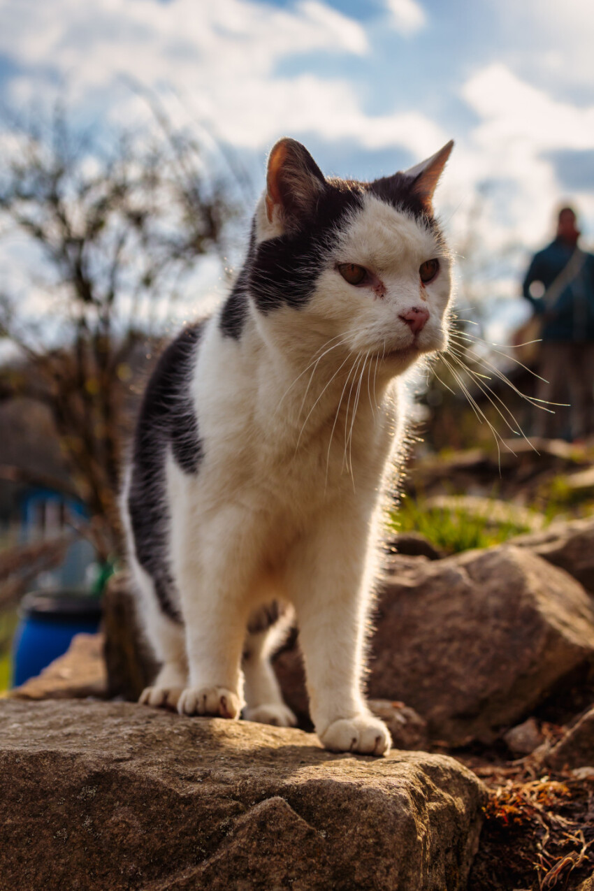 Old cat stands on a rock wall and looks around