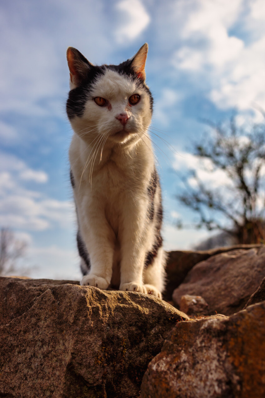 Cat with amber eyes