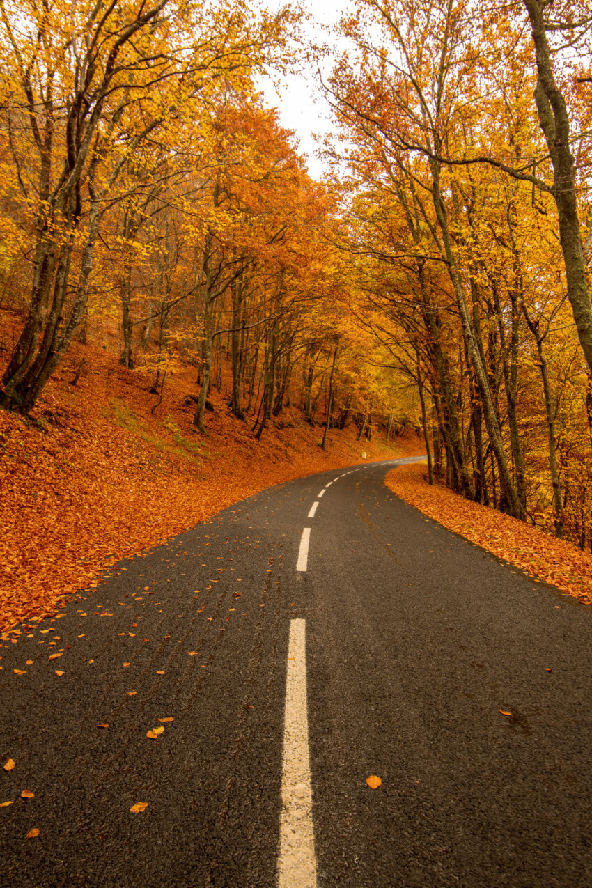 Country road in autumn through the forest
