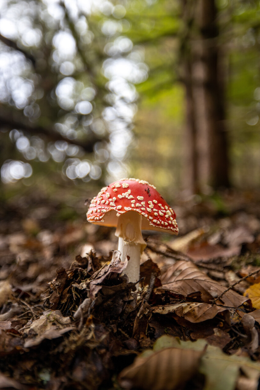 Amanita muscaria