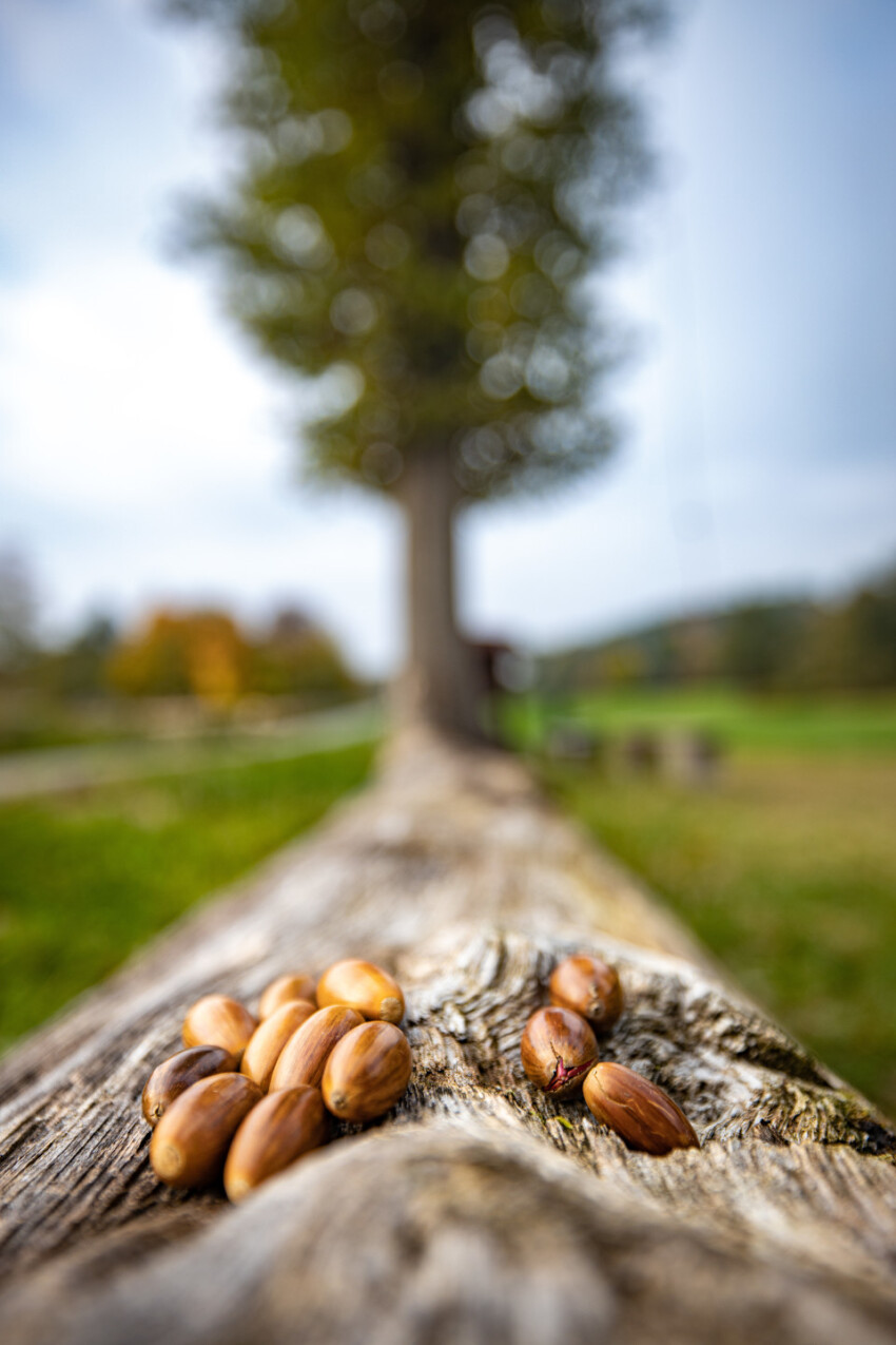 Acorns on a log