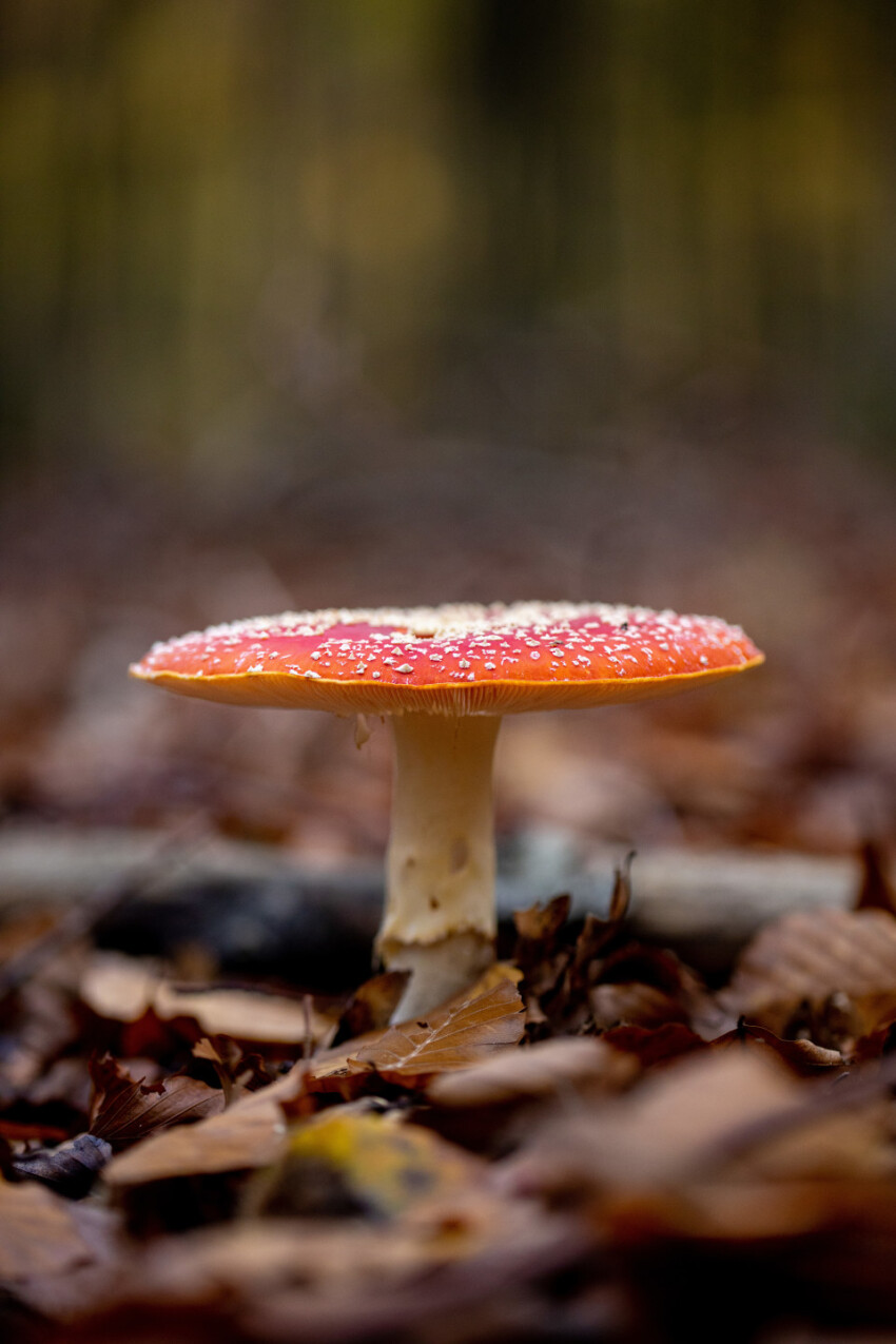 Amanita muscaria in a forest close-up