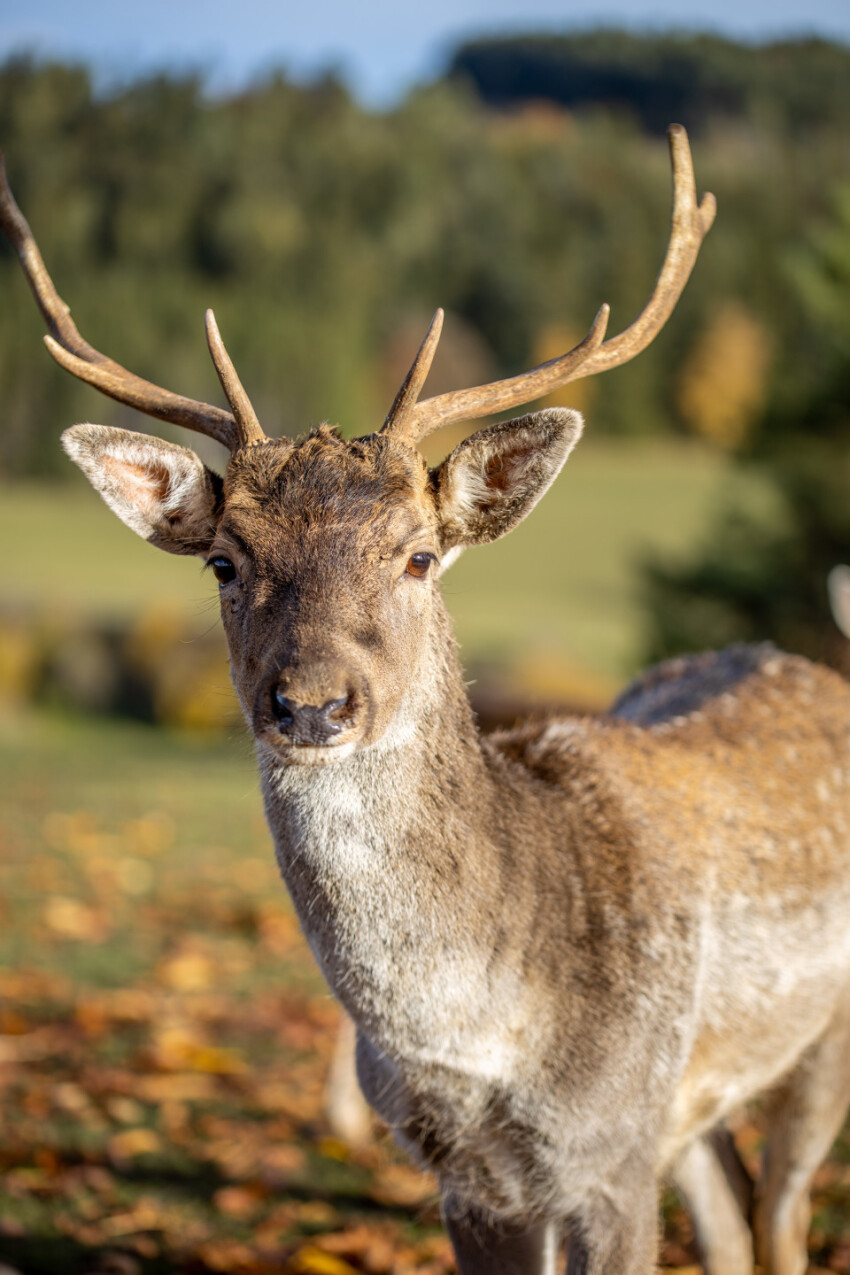 Deer looks at the camera