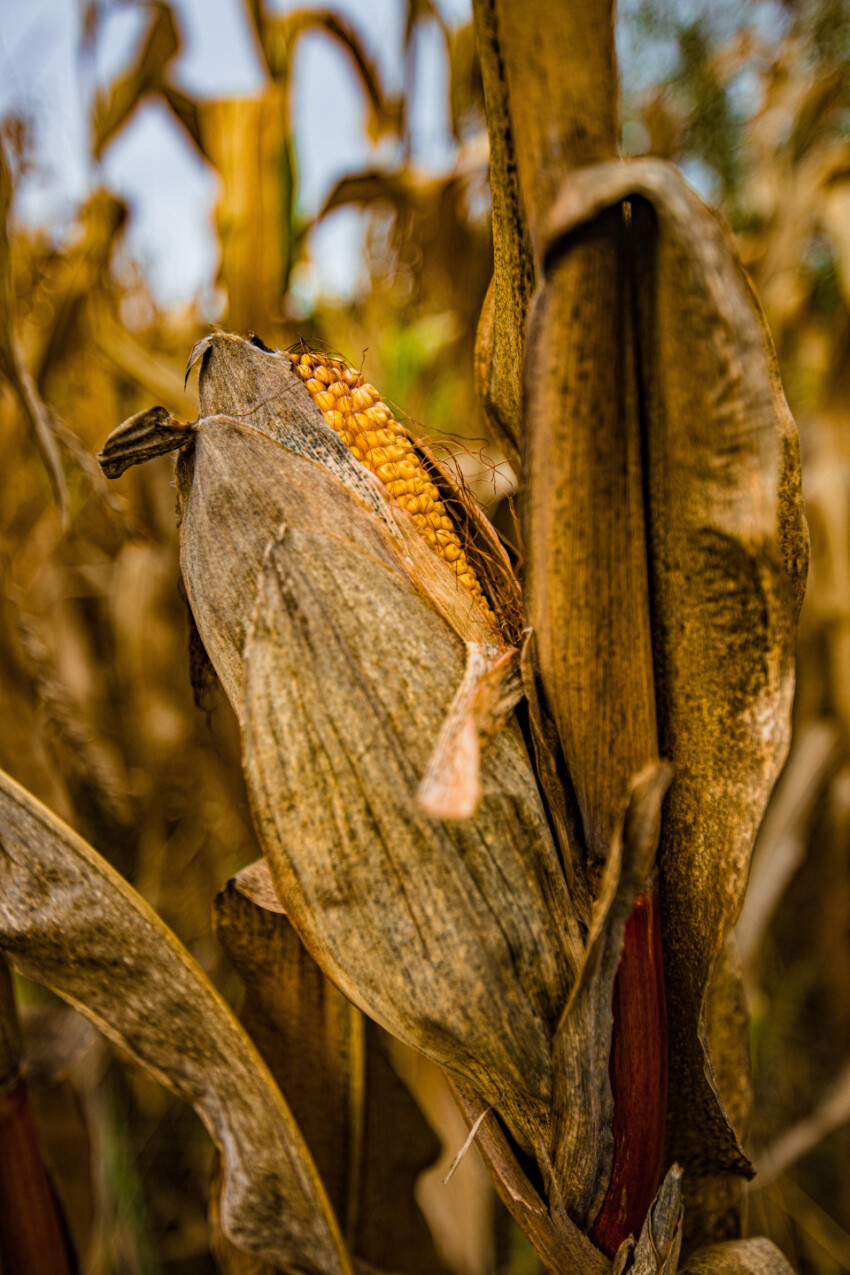 Ripe corn on the cob