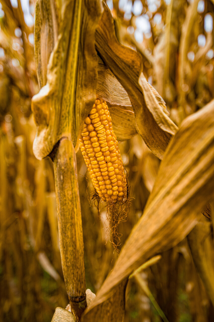 Sun ripened corn