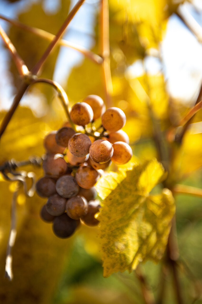 Sun ripened grapes in France
