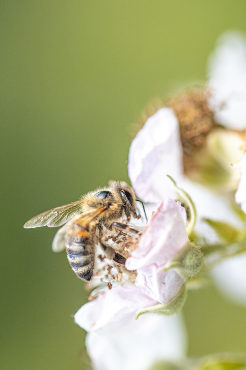 Close up of a bee