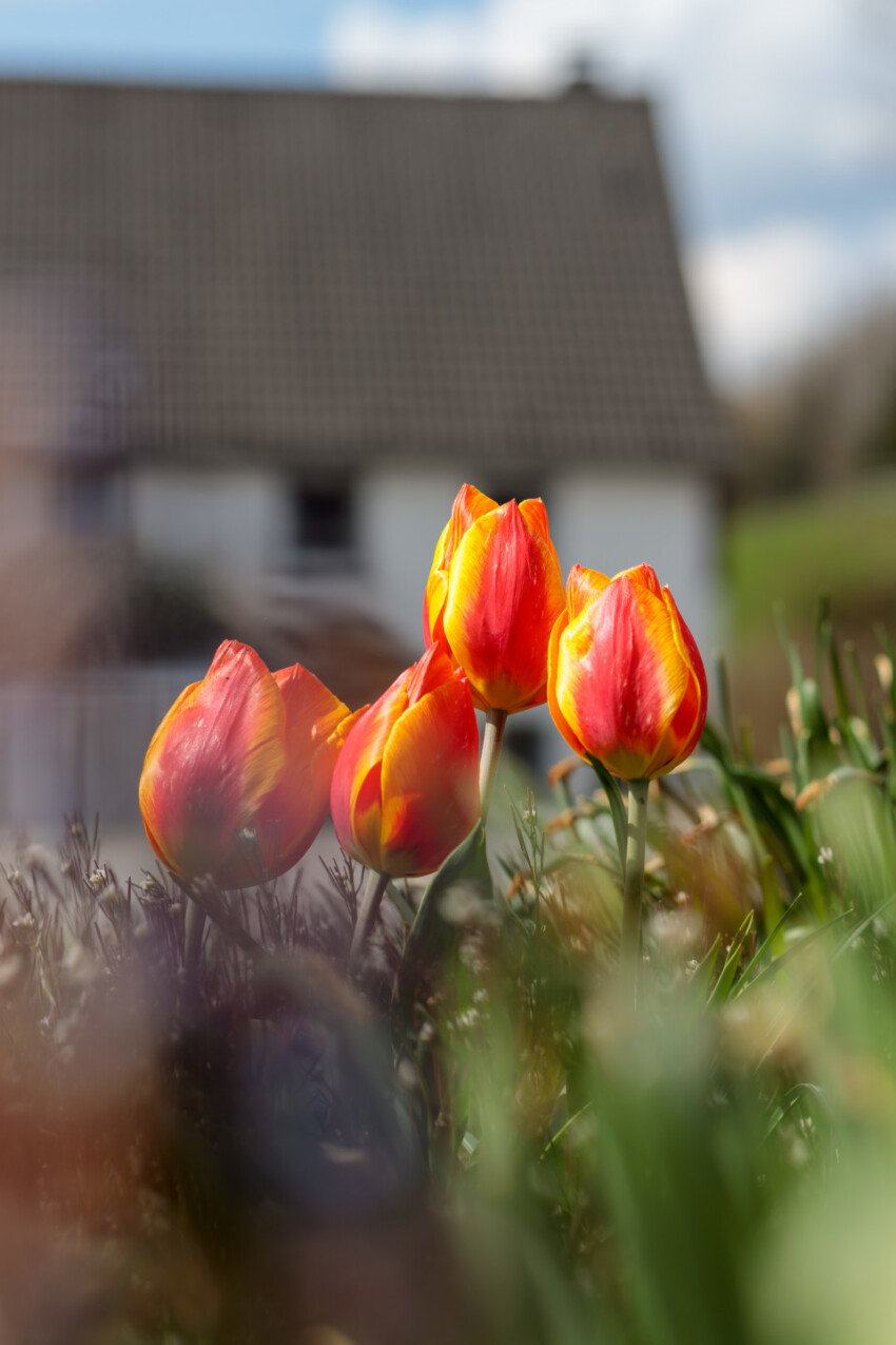 orange tulips on a farm garden